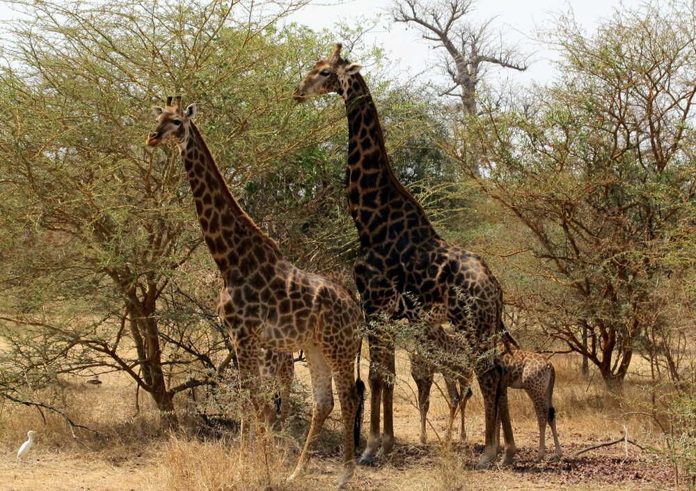 westafrika_senegal_30