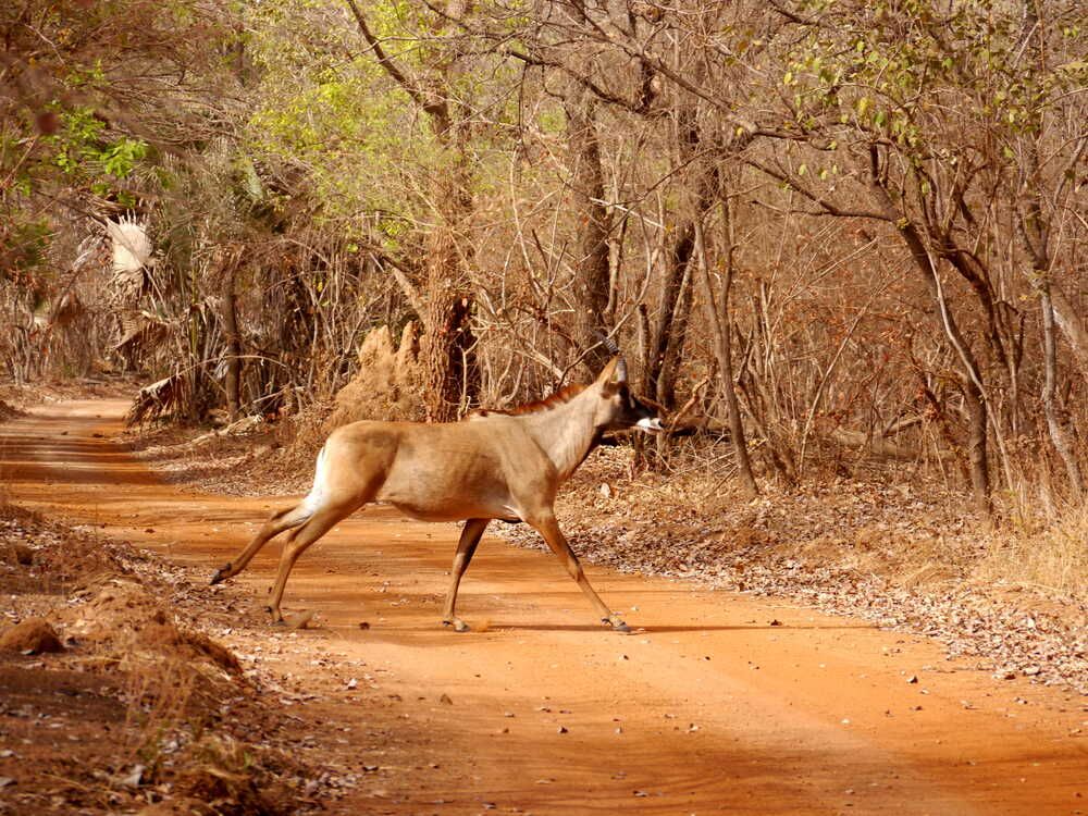 westafrika_senegal_26